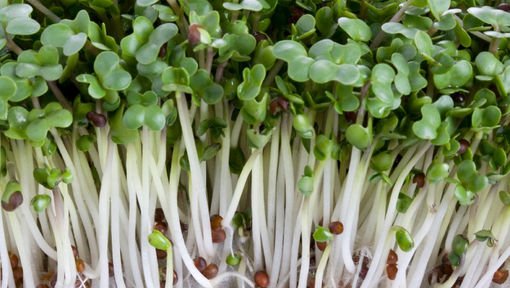 Broccoli Sprouts Are Super Broccoli SuperFoodsRx Change Your Life   IStock Broccoli Sprouts 